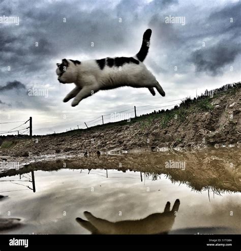 flying cats across country.